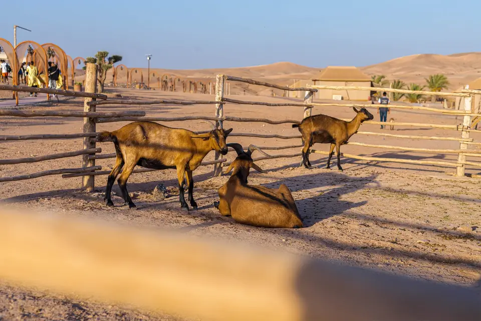 Goats in a wooden pen at the edge of the desert in low evening light