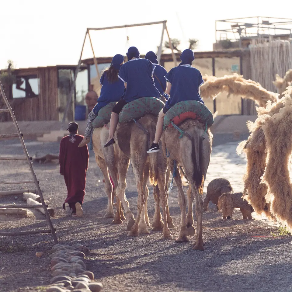 Guests riding camels through a desert camp, seen from behind