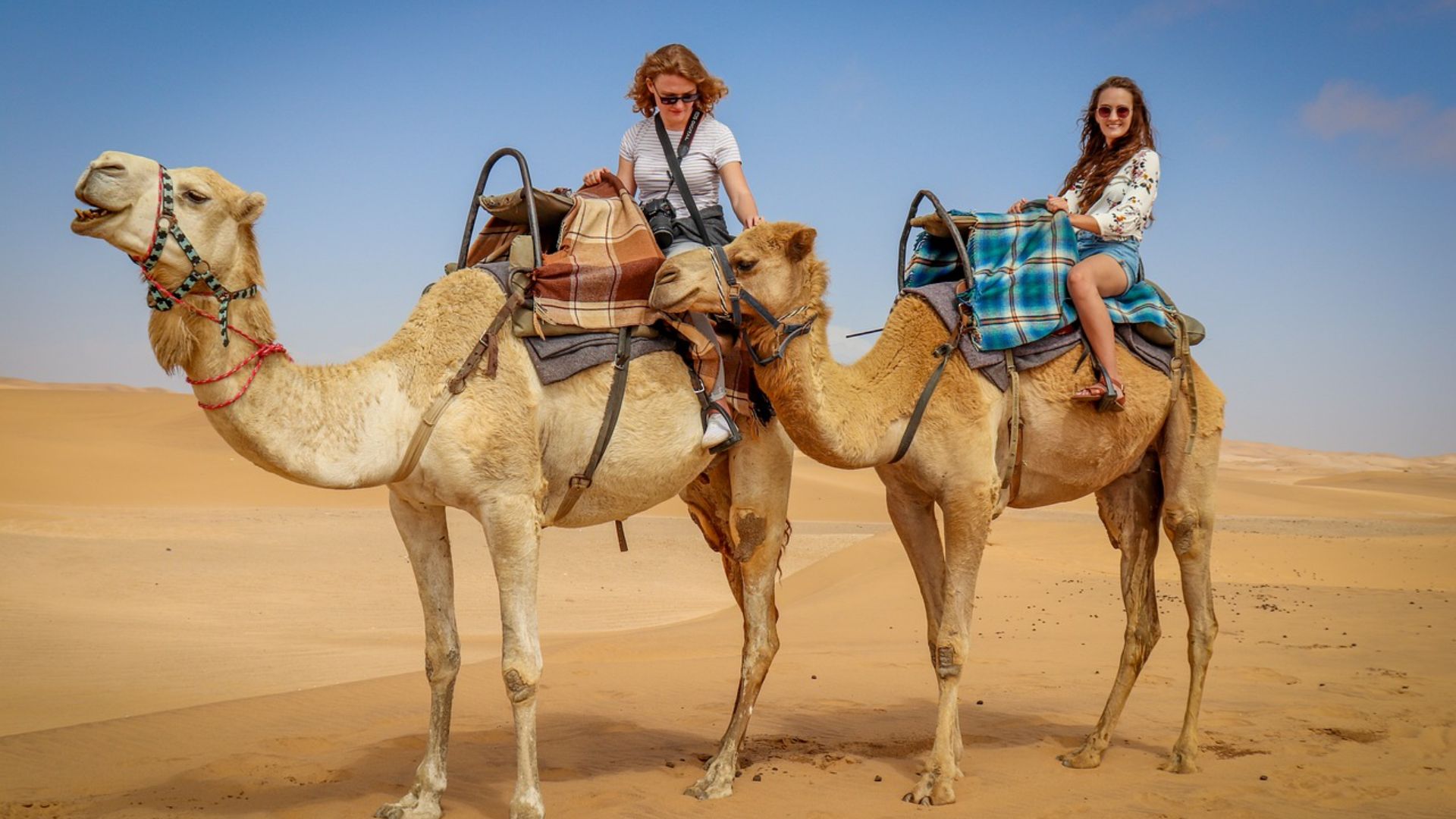 camel