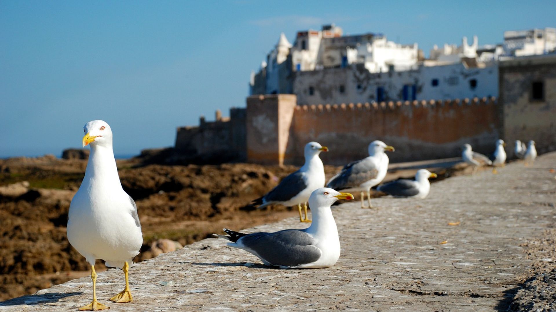 Day Trip to Essaouira from Marrakech